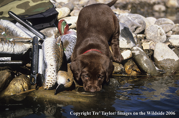 Chocolate labrador retriever puppy on shore.