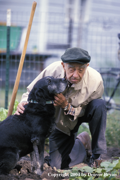 Black Labrador Retriever with owner 