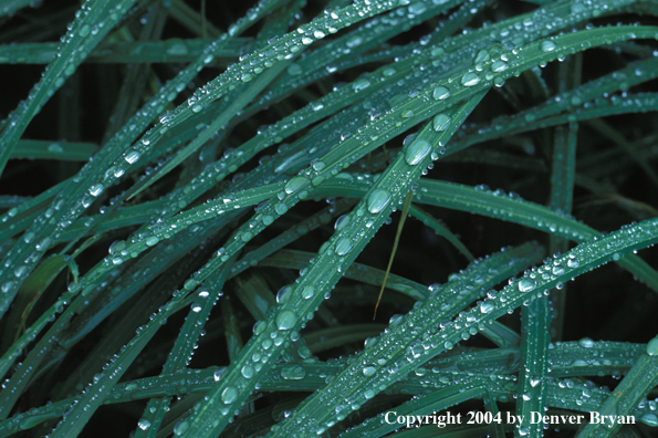 Rain on grass blades