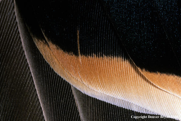 Green-winged teal feathers