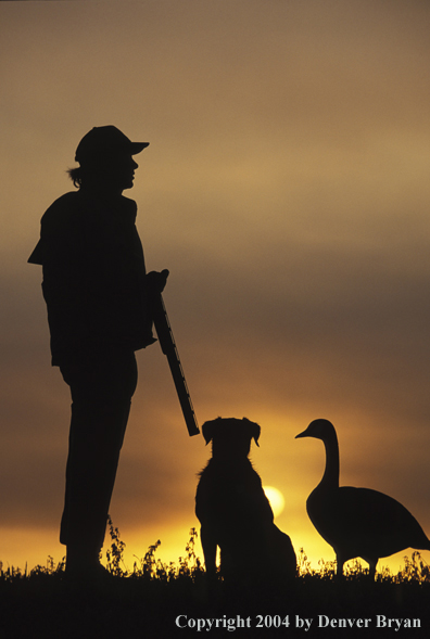 Waterfowl hunter and Lab with goose decoy.