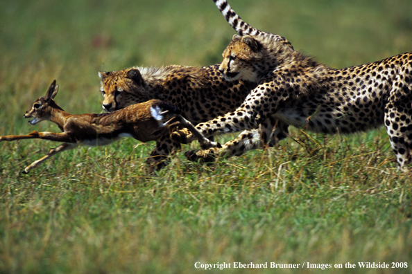 Cheetahs chasing game