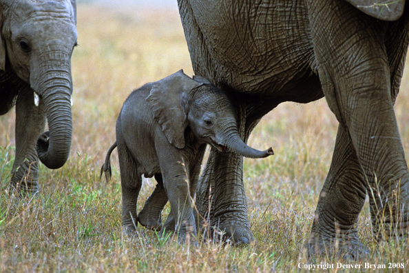 Elephant baby walking next to mother