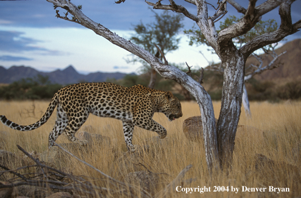 Leopard in habitat. Africa