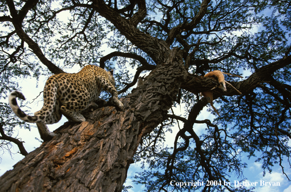 Leopard in tree with kill. Africa