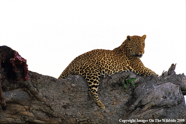 Leopard with Prey