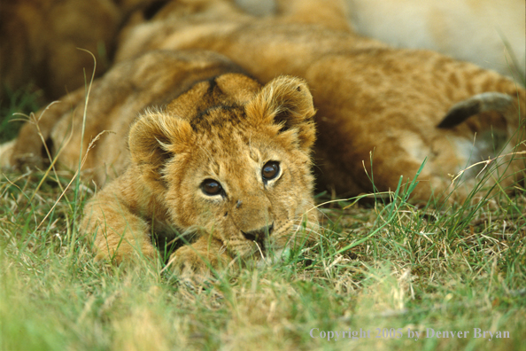 Lion cubs in habitat. Africa.