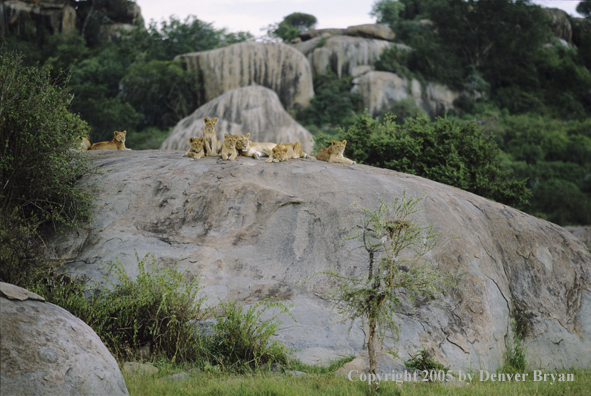 African lioness with cubs resting on kopjes.