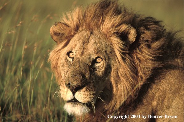 Male African lion in habitat. Africa