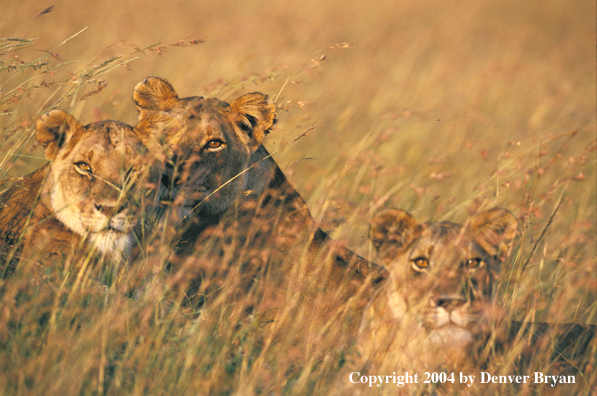 Female African lions in habitat.  Africa