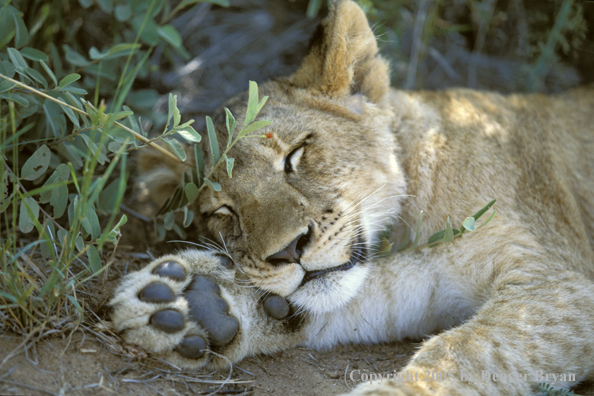 Sleeping lion cub. Africa.