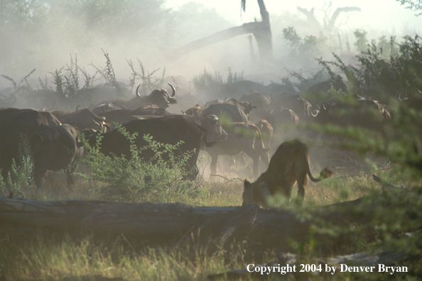 Female African lion hunting cape buffalo.