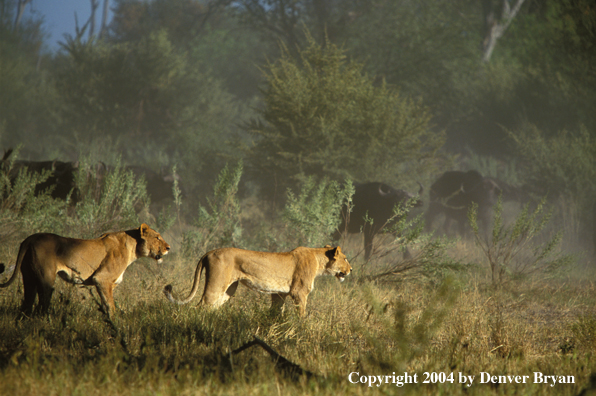 Female African lions hunting cape buffalo.