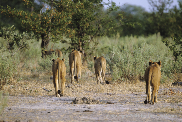 African lionesses hunting.