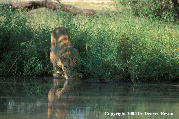 Female African lion at water.  Africa