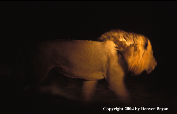 Male African lion at night. Africa