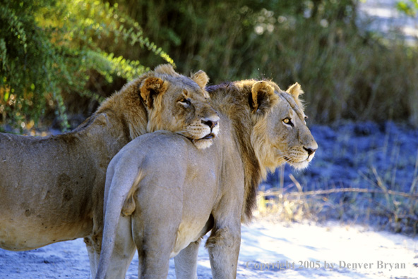 African lions in habitat.