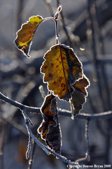 Frost covered vegetation.