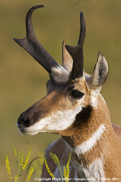 American Pronghorn Antelope buck in habitat