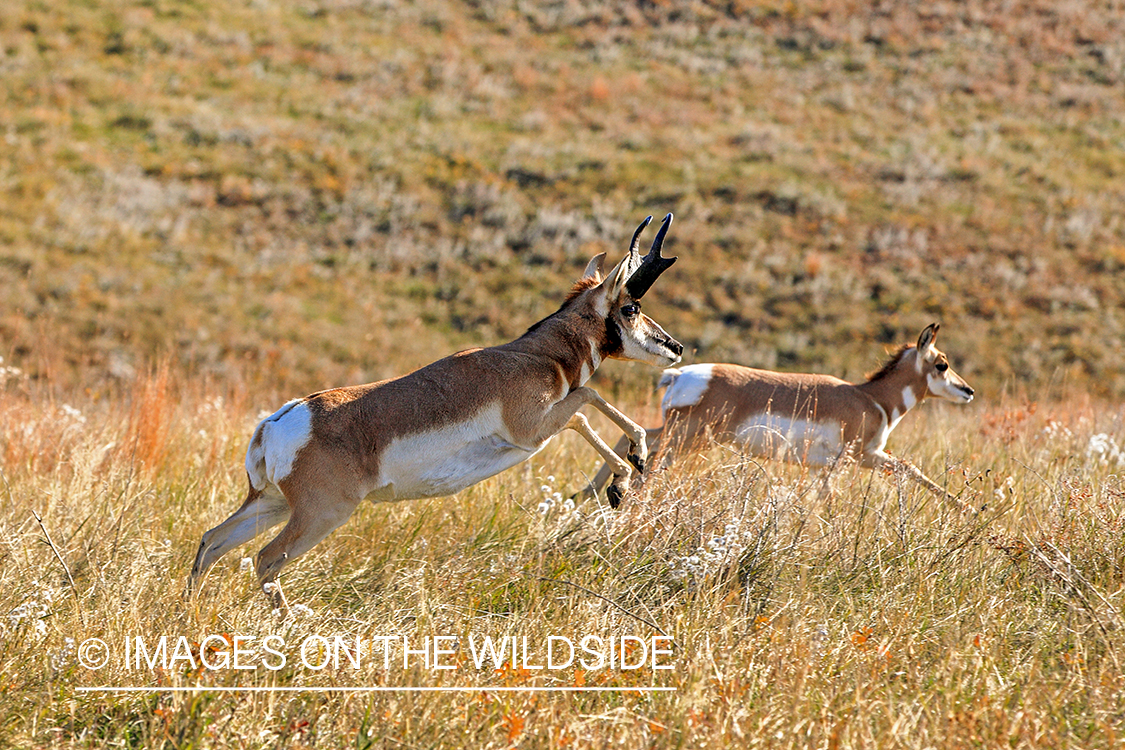 Antelope buck chases a doe in prairie.