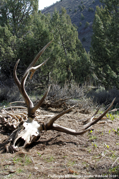 Bull Elk Skull/Antlers