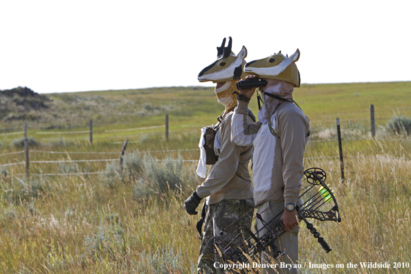 Archery Hunting for Pronghorned Antelope in Field