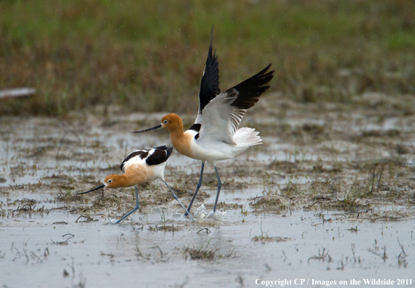 Avocets mating. 