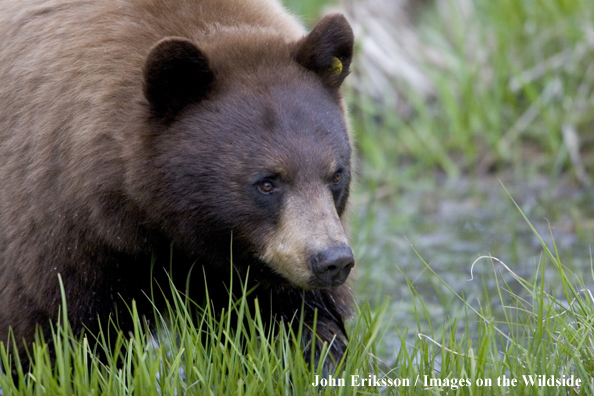 Brown phase bear in habitat.