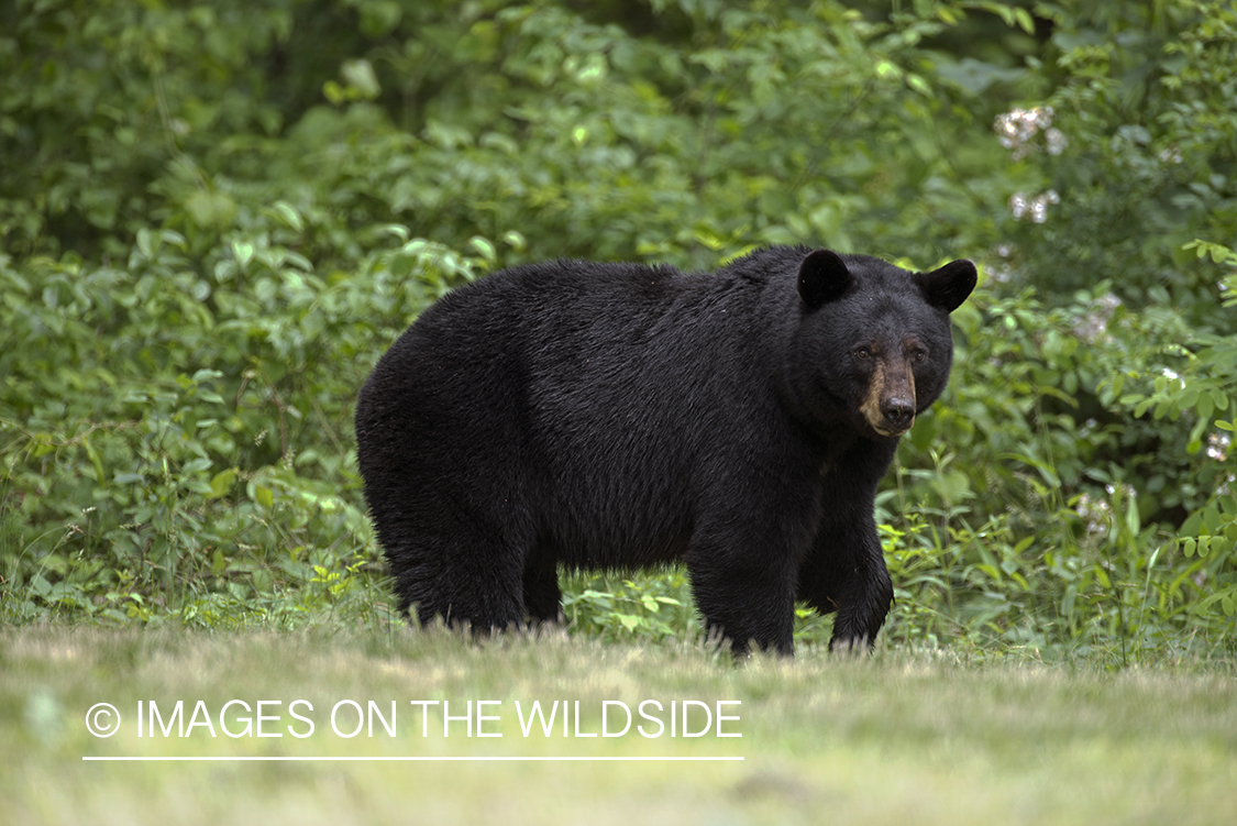 Black Bear in habitat.