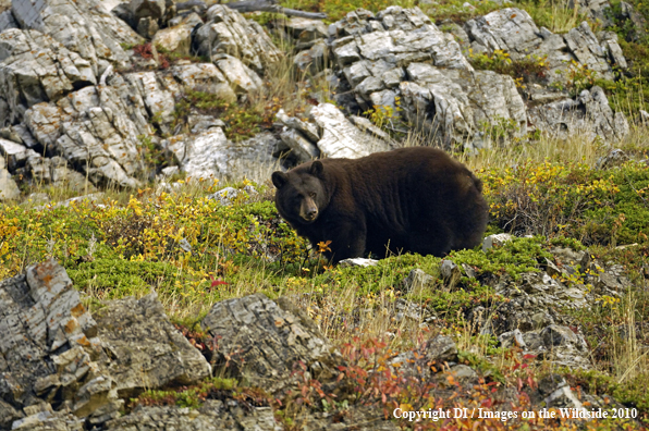 Black Bear