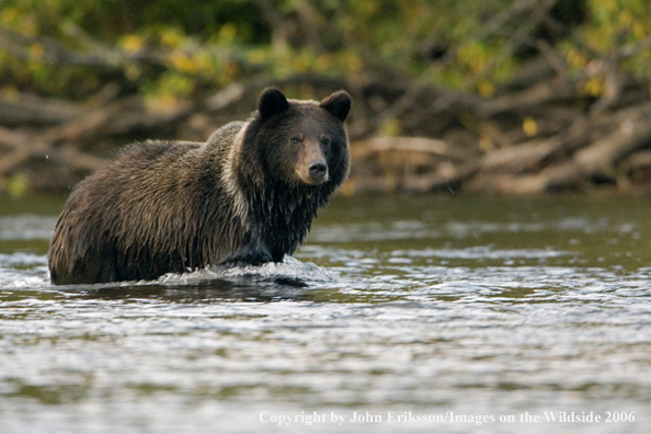 Brown bear in river.