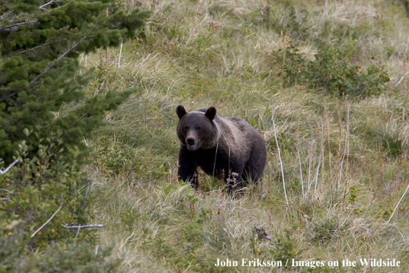 Grizzly bear in habitat.