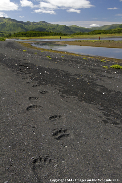 Brown/Grizzly bear tracks with flyfishermen in background. 