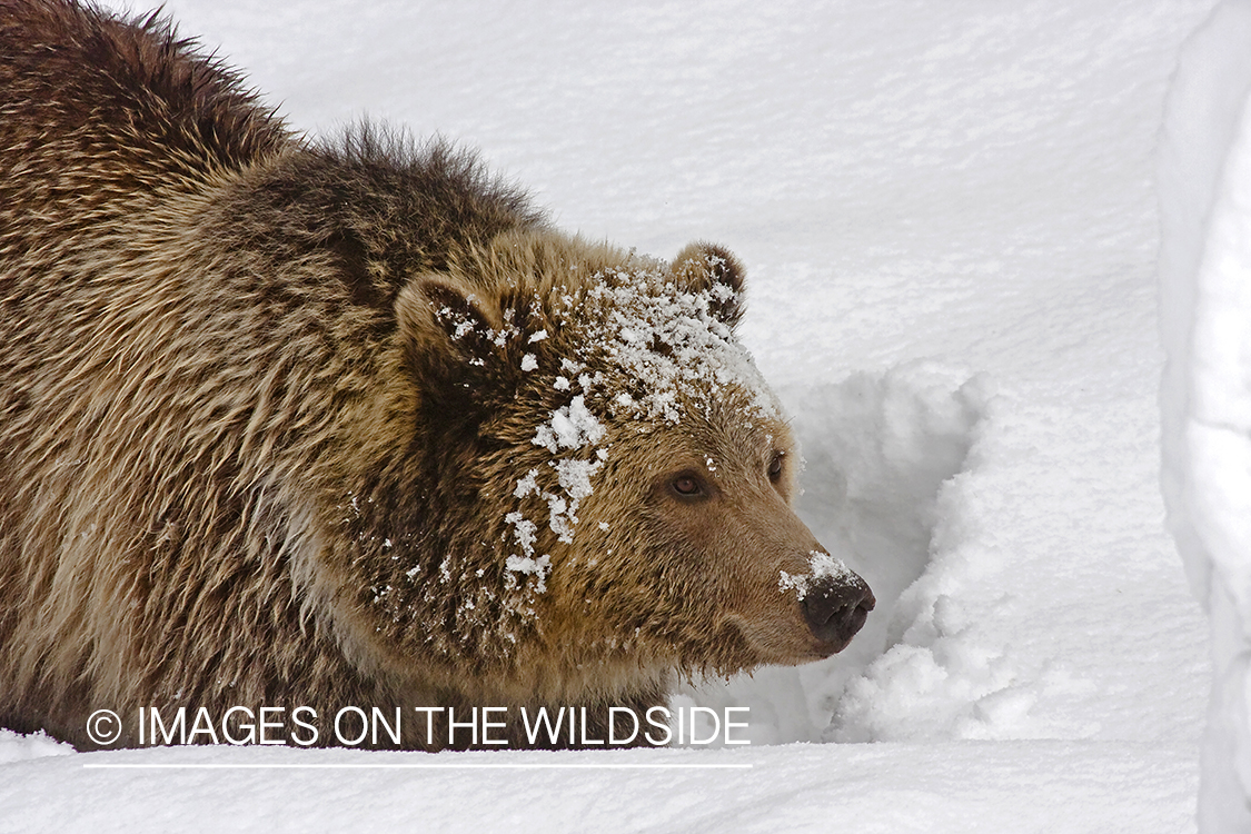 Grizzly bear in snow. 