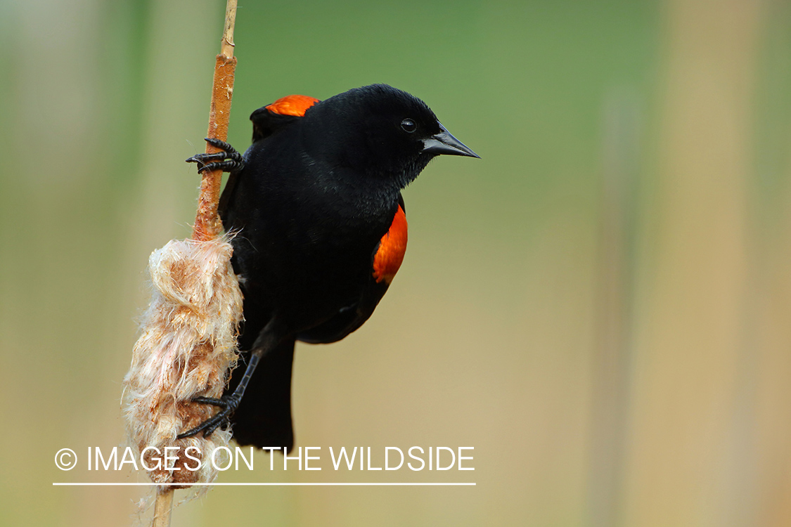 Red-winged Blackbird perched on cattail.