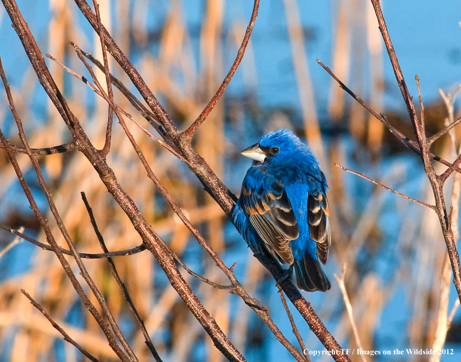 Blue Grosbeak in habitat.