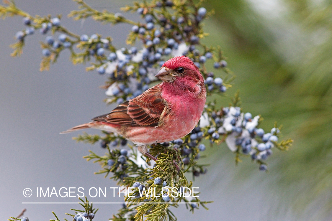 Purple finch in habitat.