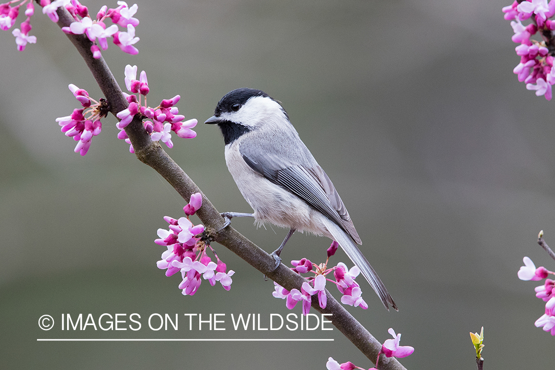 Carolina Chickadee on branch.