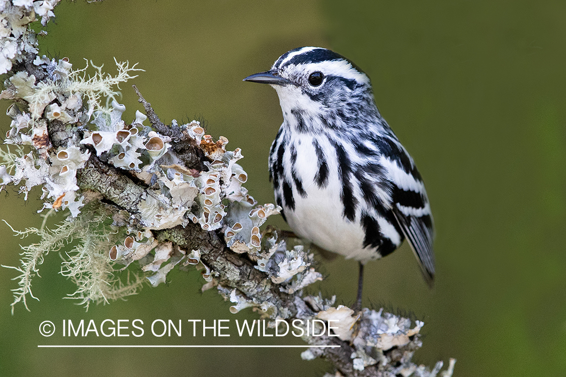 Black-and-white warbler on branch.