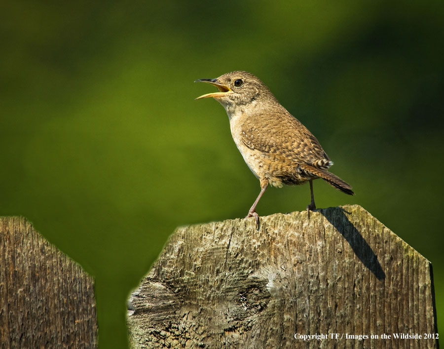 House Wren in habitat.