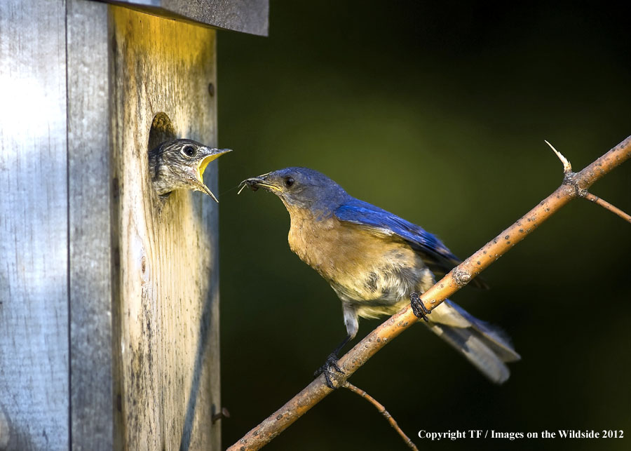 Bluebird feeding chick.