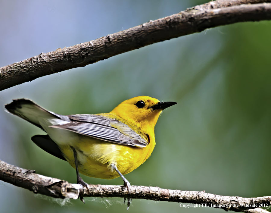 Prothonotory Warbler in habitat.