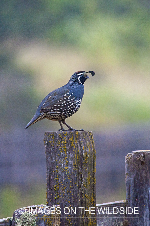 Male California (valley) quail