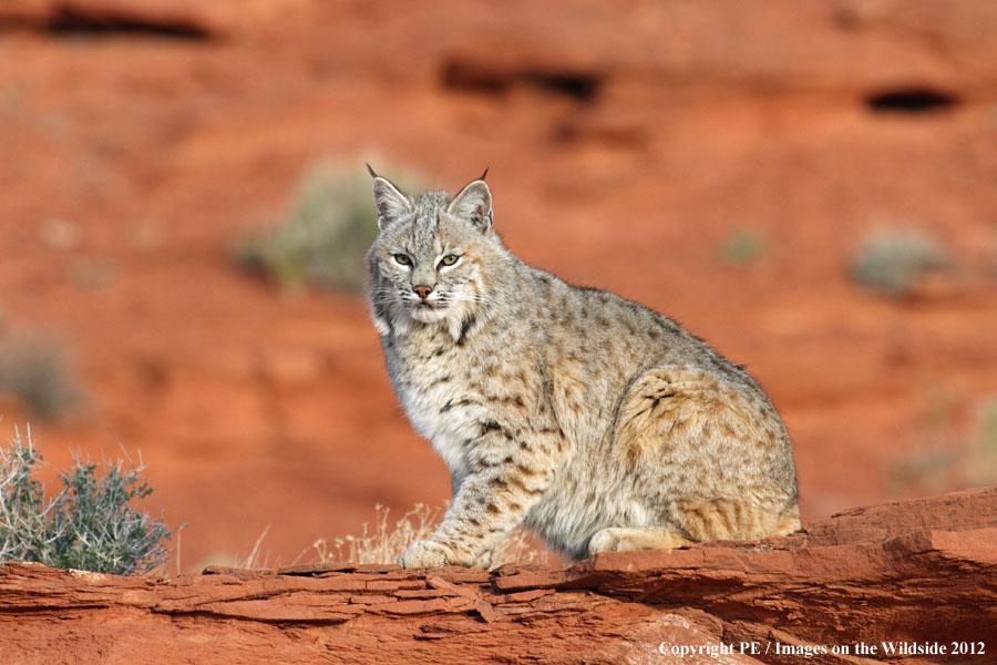 Bobcat in habitat.