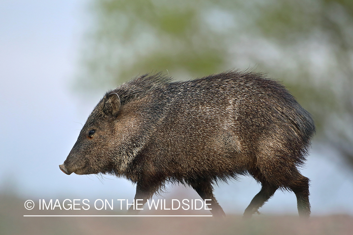 Javelina in habitat.