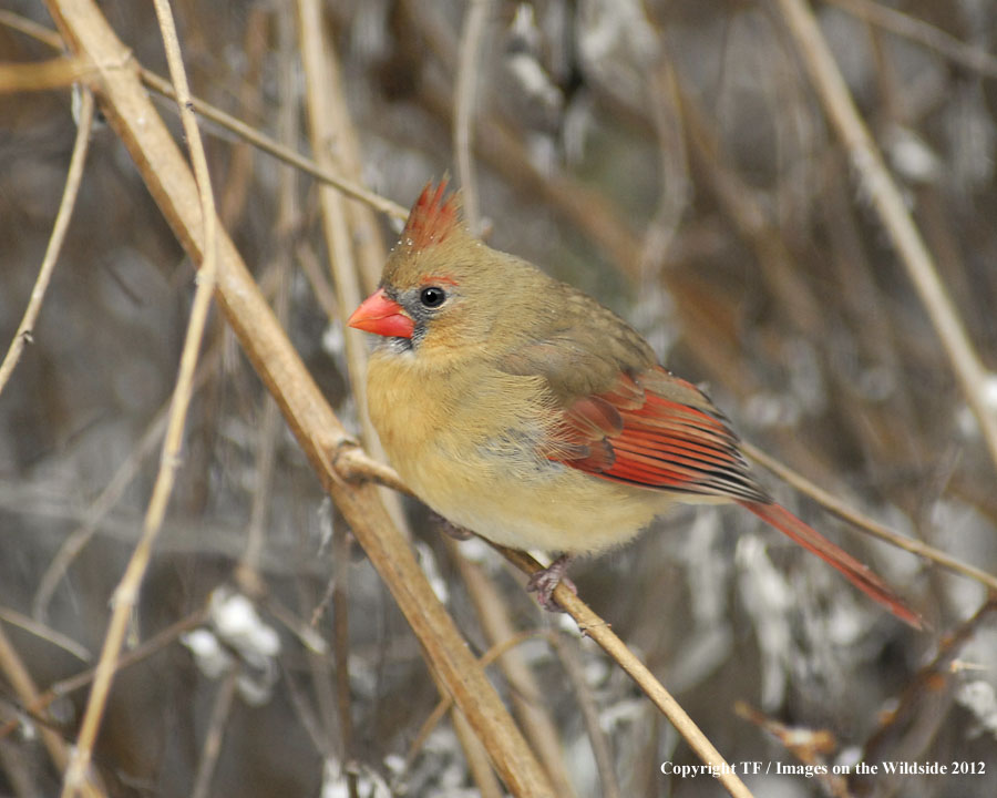 Female Cardinal in habitat.