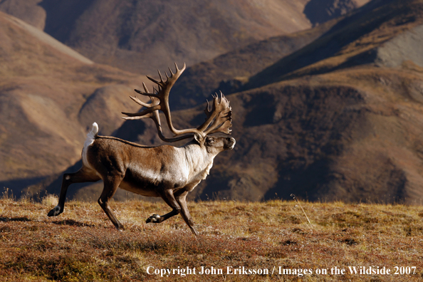 Barren Ground Caribou running 