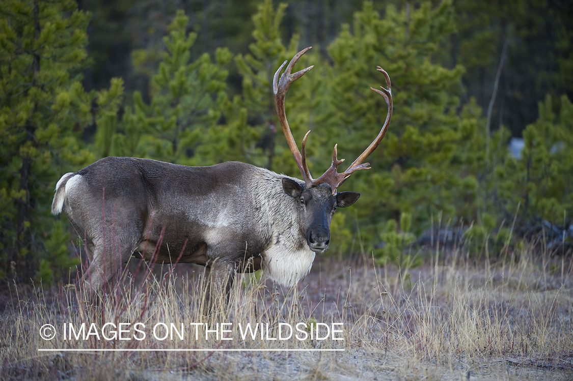 Woodland Caribou in woods.