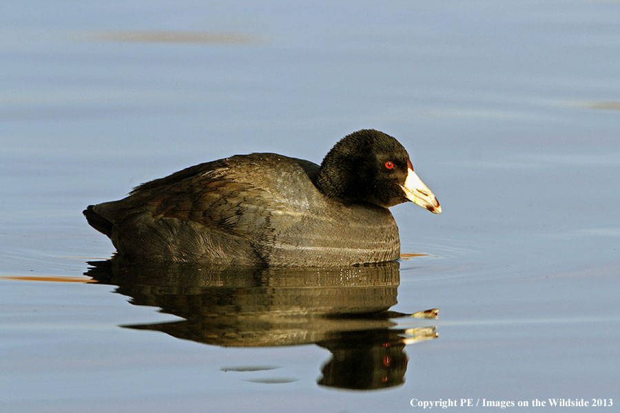 American Coot in habitat.