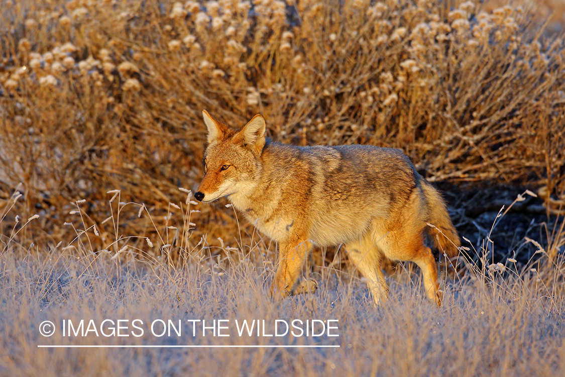 Coyote in habitat.